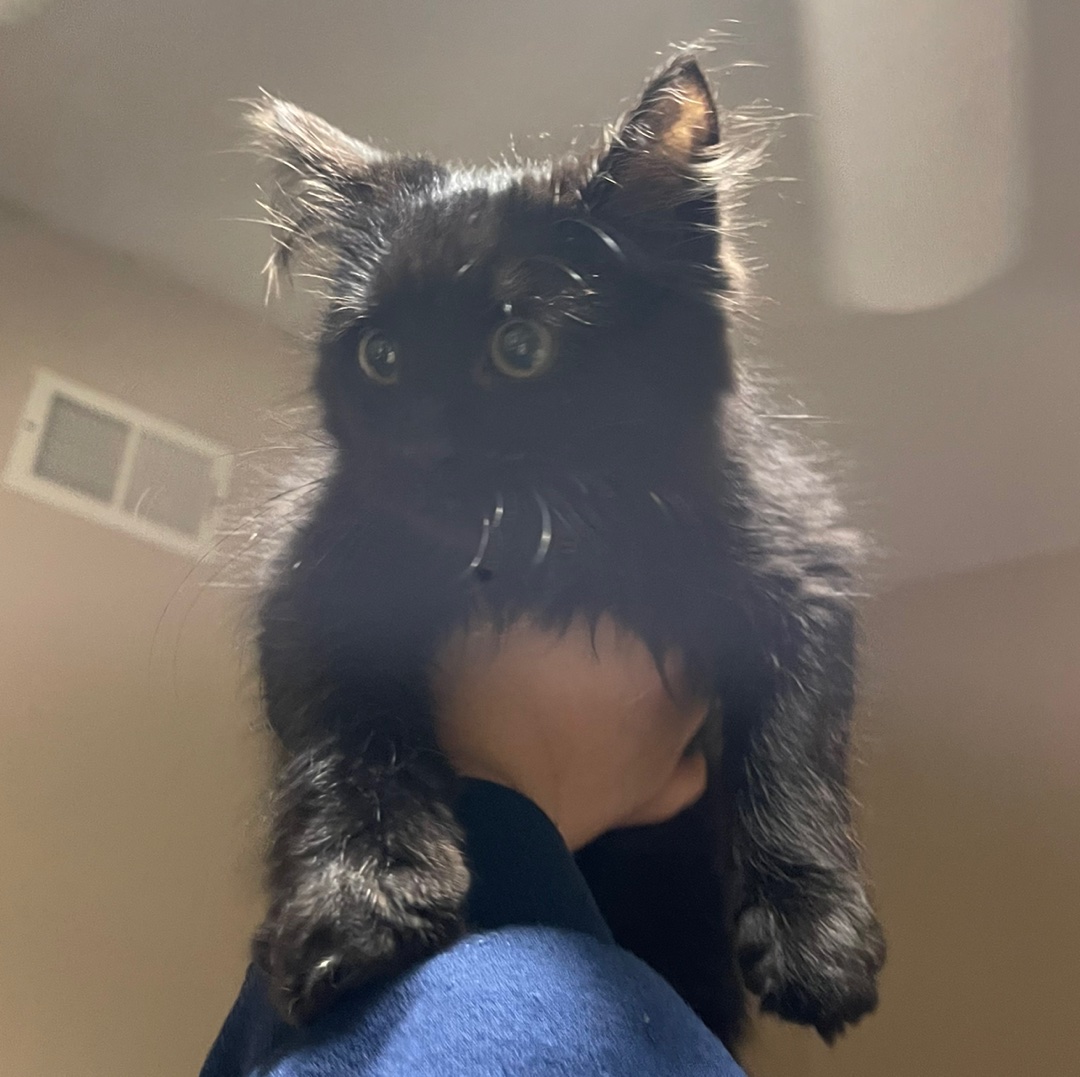 CashApp profile picture for @ocak